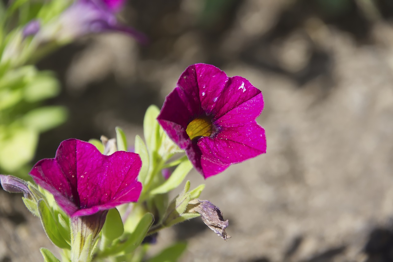 flower  garden  nature free photo