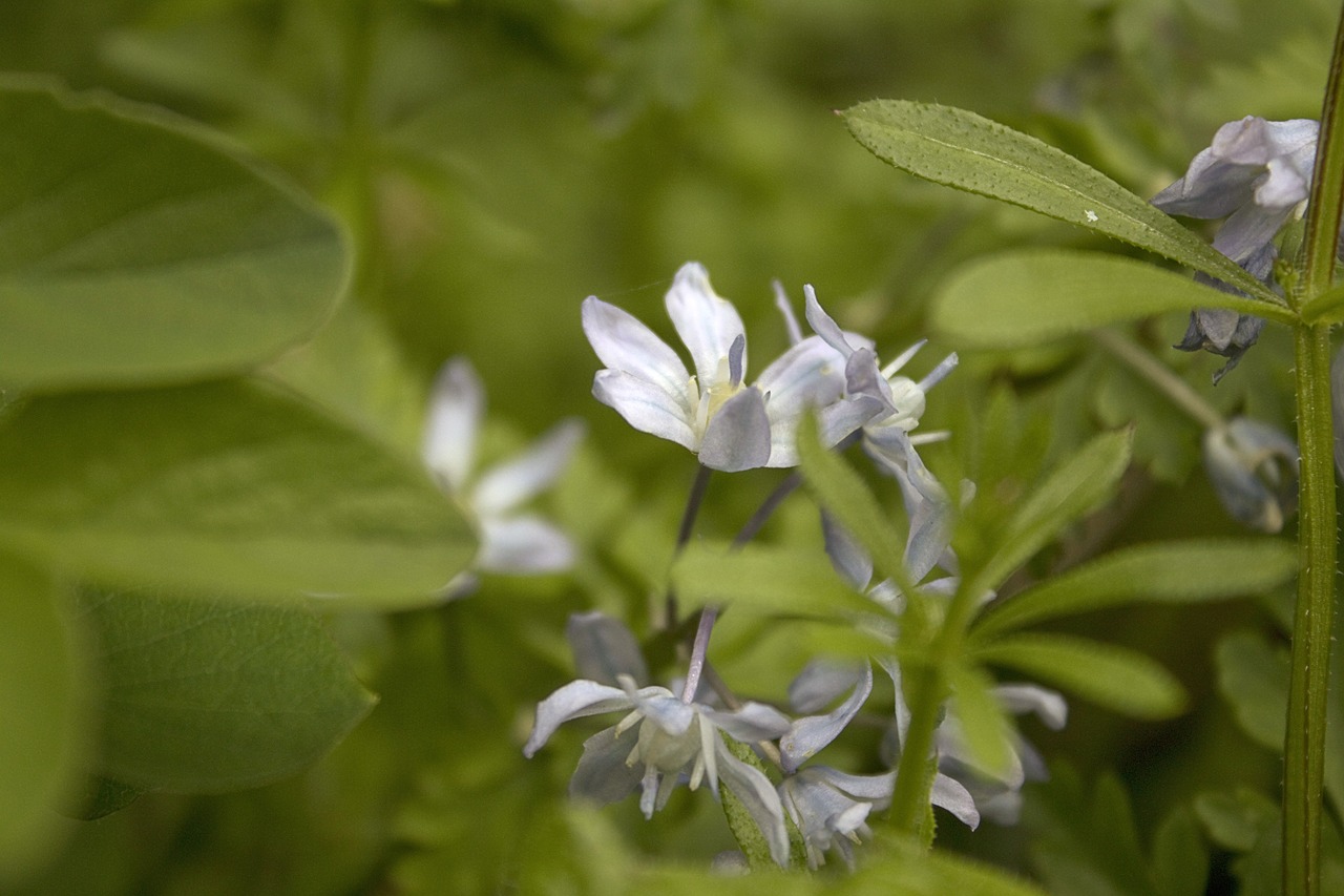 flower  forest  green free photo