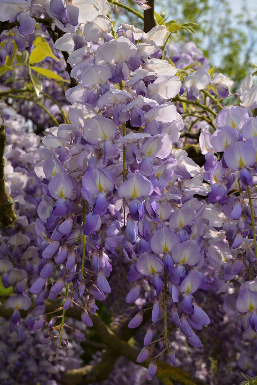 flower  blossom  bloom free photo