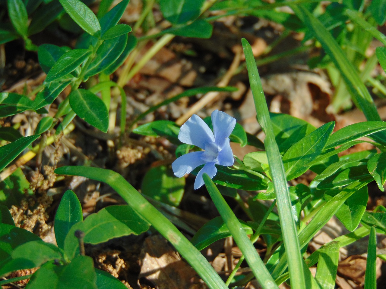 flower  grass  green free photo