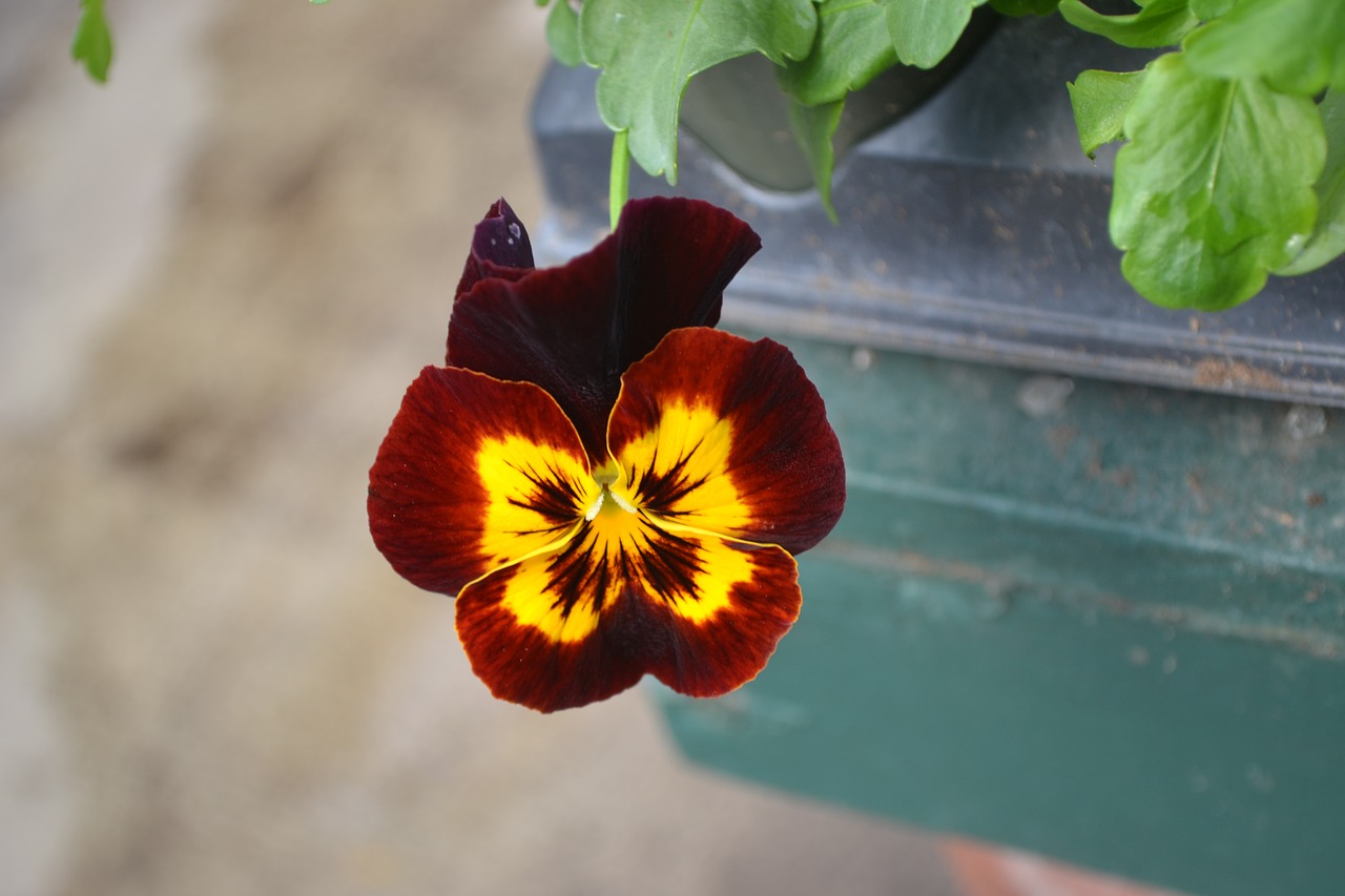 flower  pansy  spring free photo