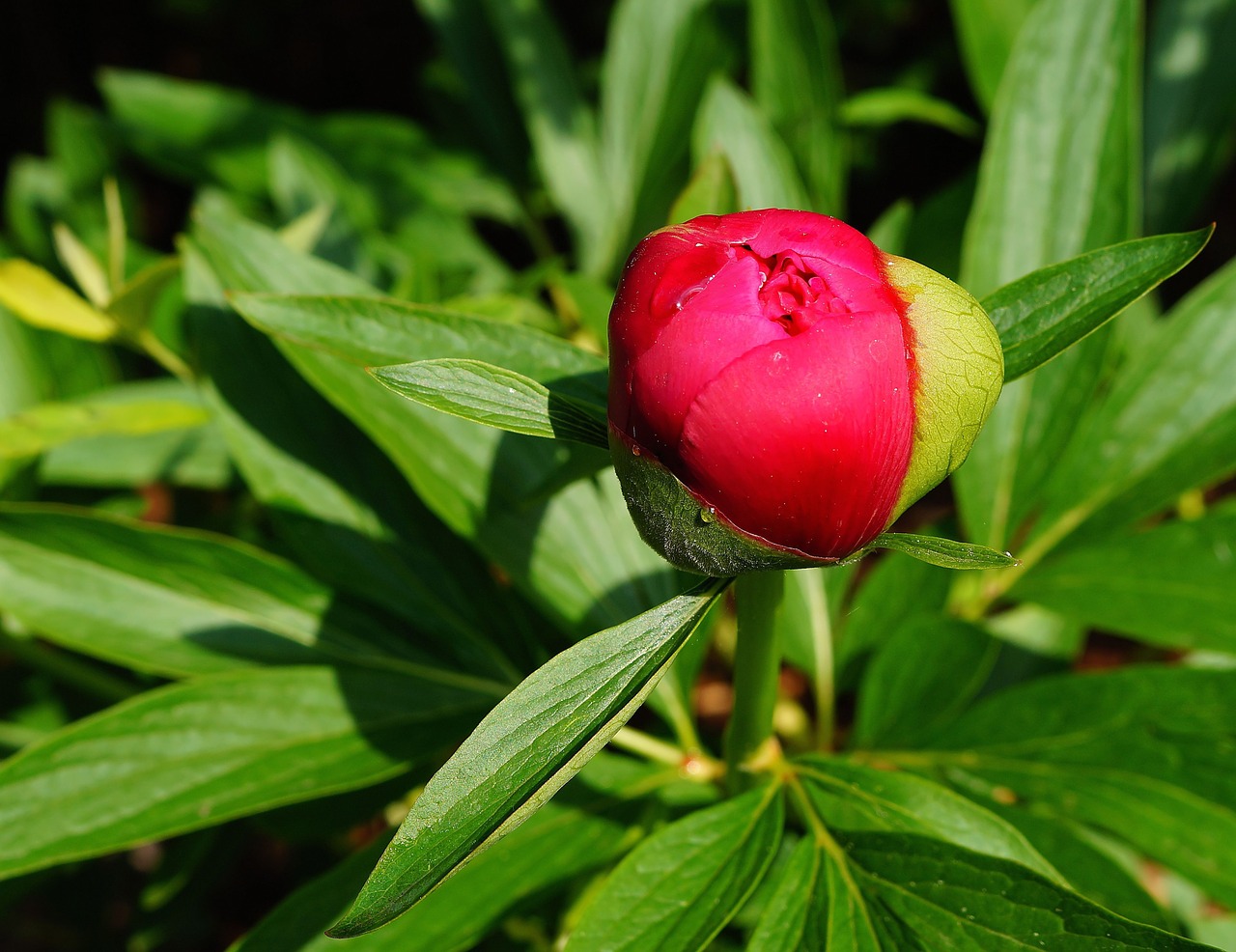 flower blossom bloom free photo