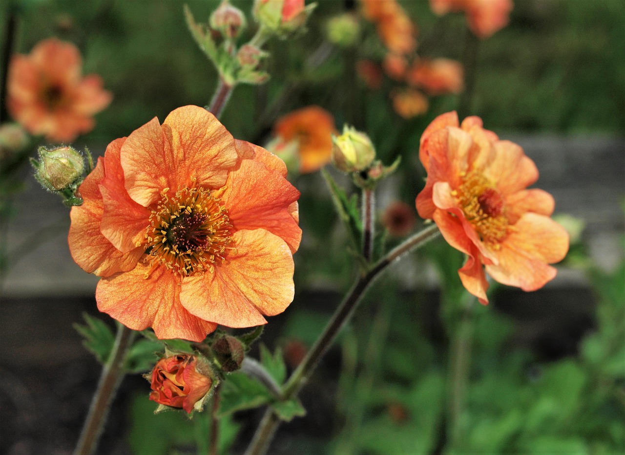 flower  garden  orange free photo