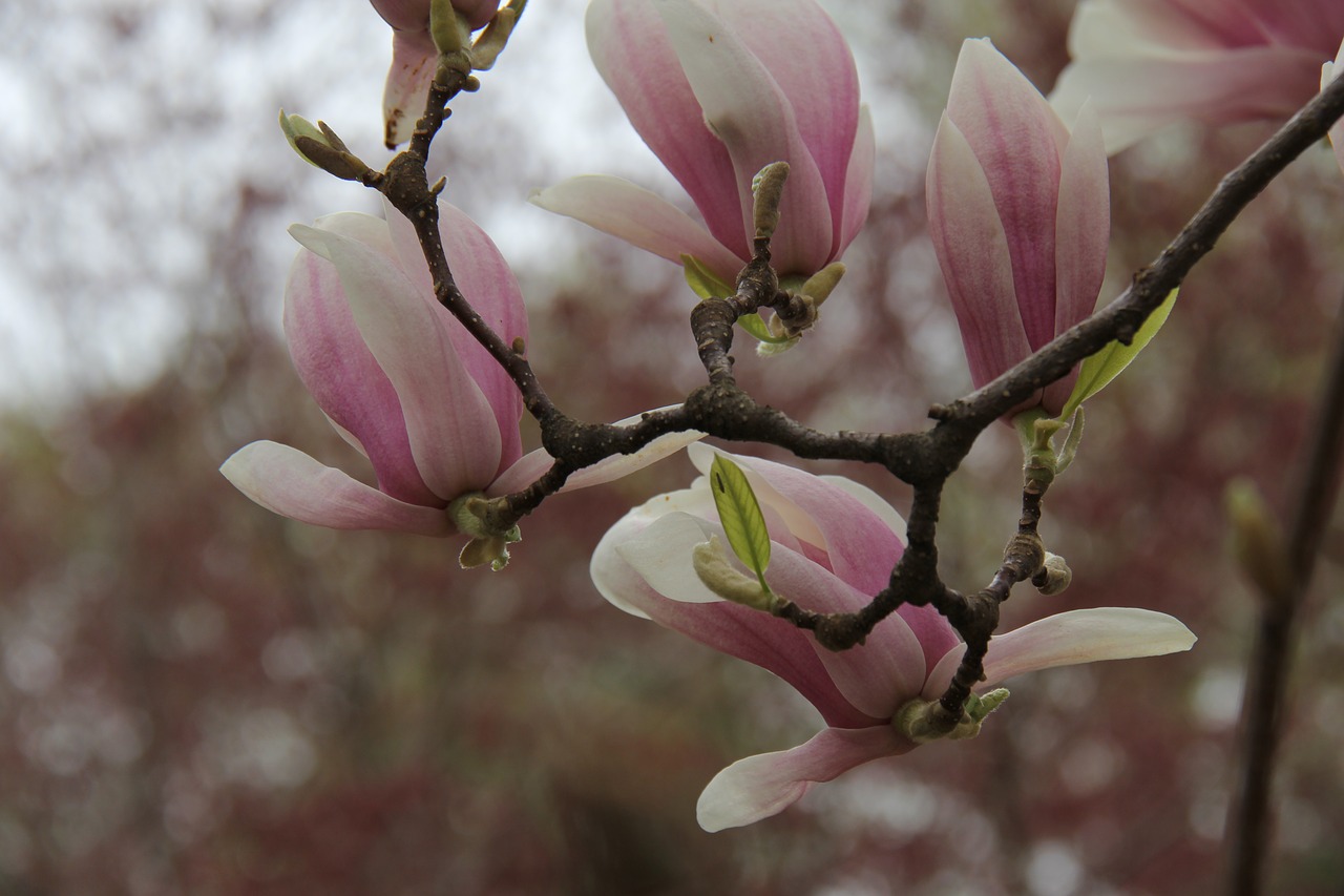 flower  branch  magnolia free photo