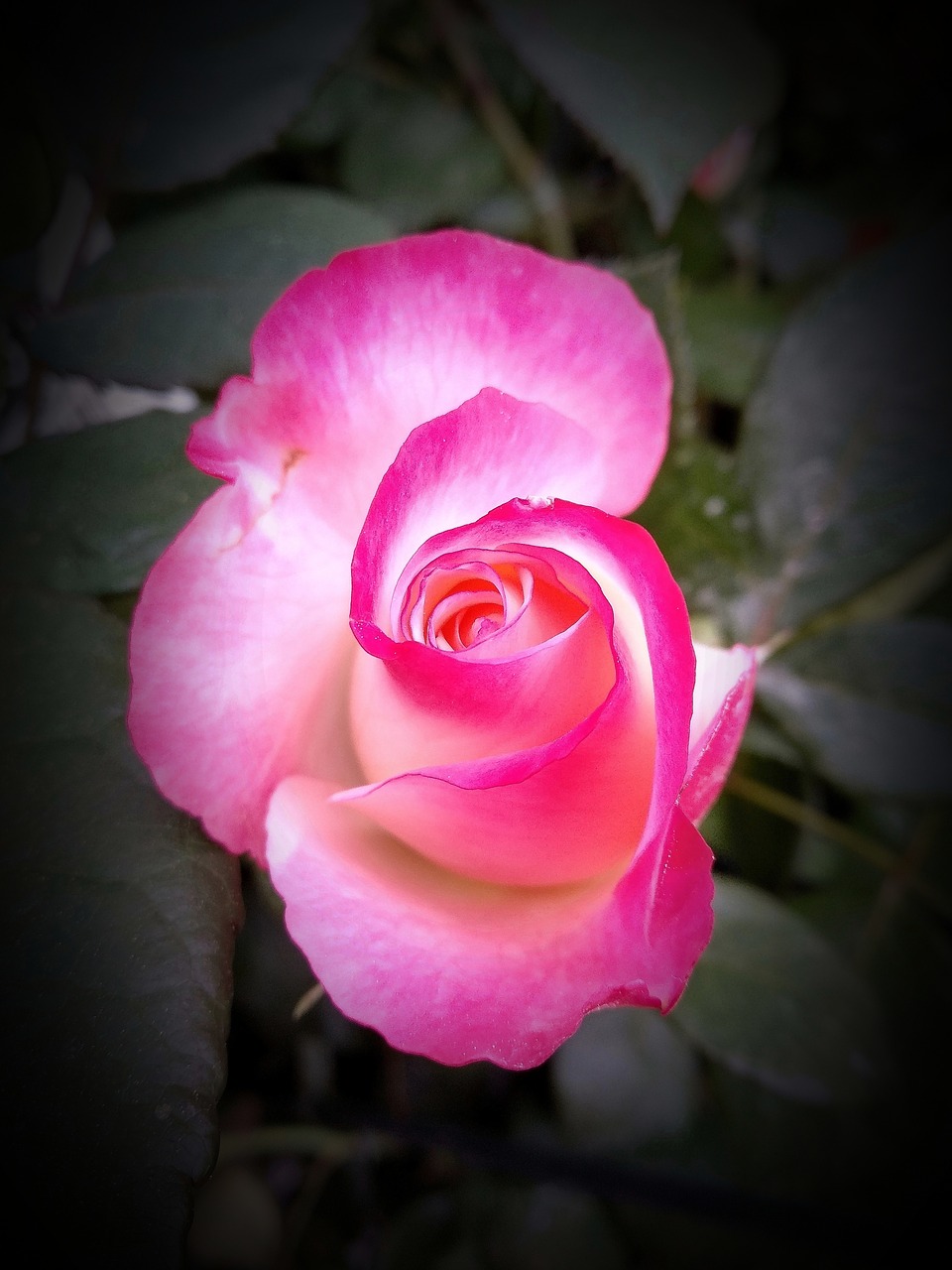 flower  rose  petal free photo