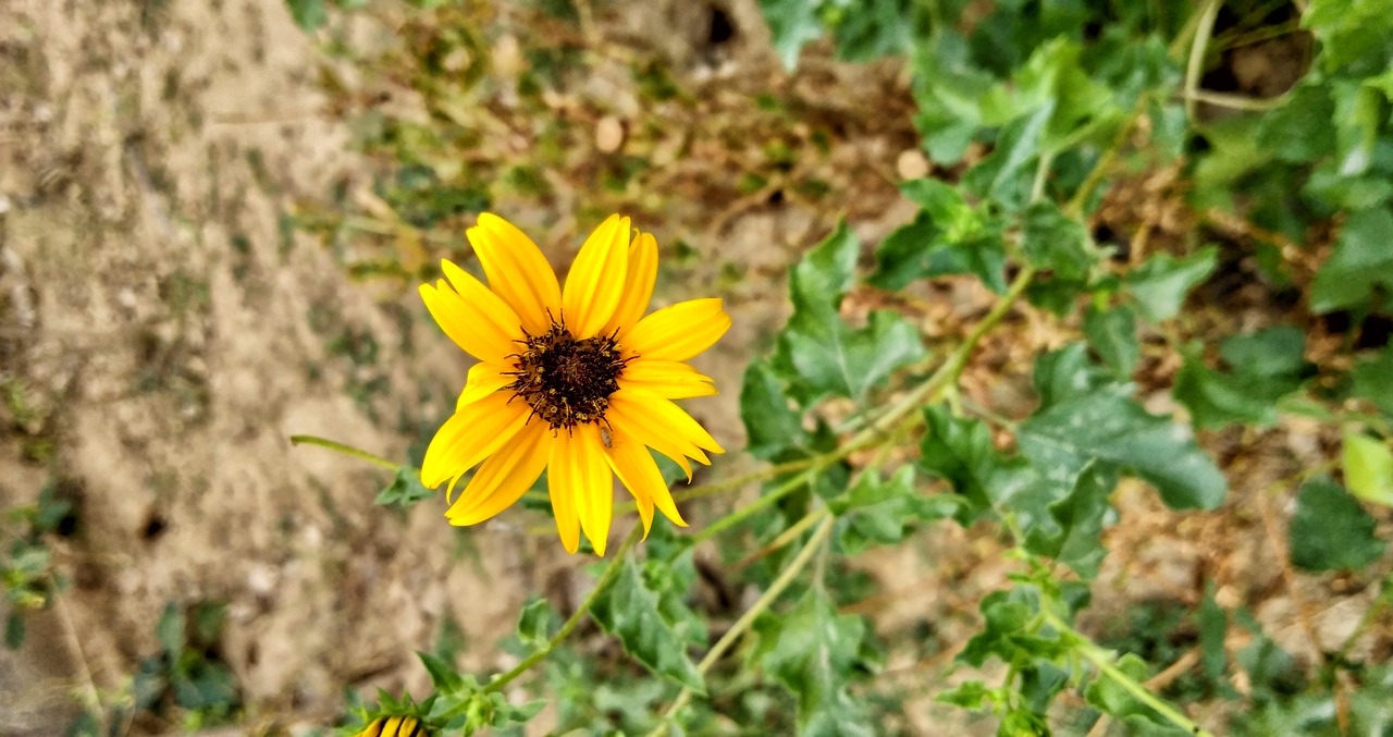 flower  sunflower  yellow free photo