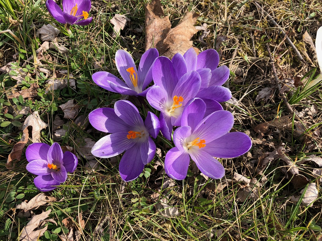 flower  crocus  blossom free photo