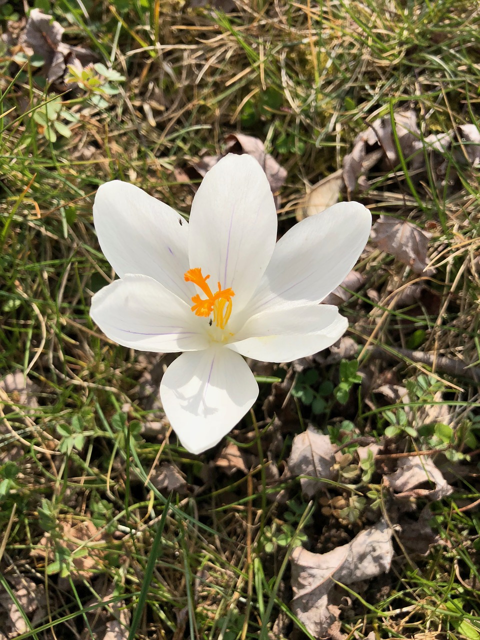 flower  blossom  bloom free photo