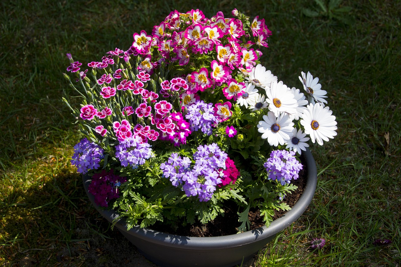 flower  pot  decoration free photo