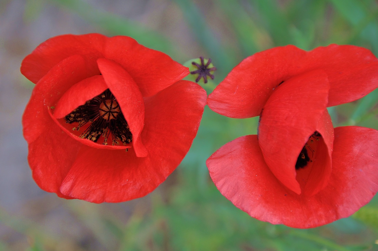 flower  spring flowers  spring free photo