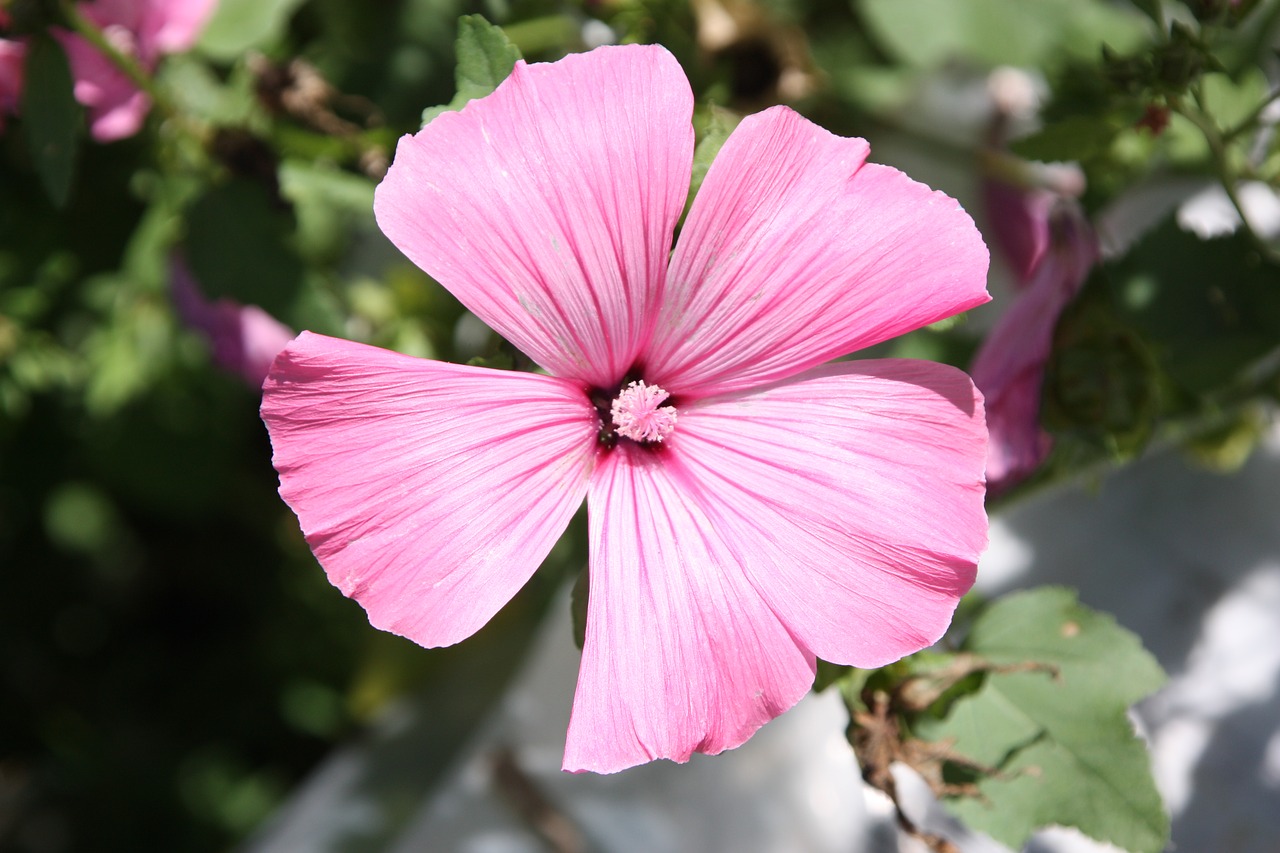 flower  petunia  pink flower free photo