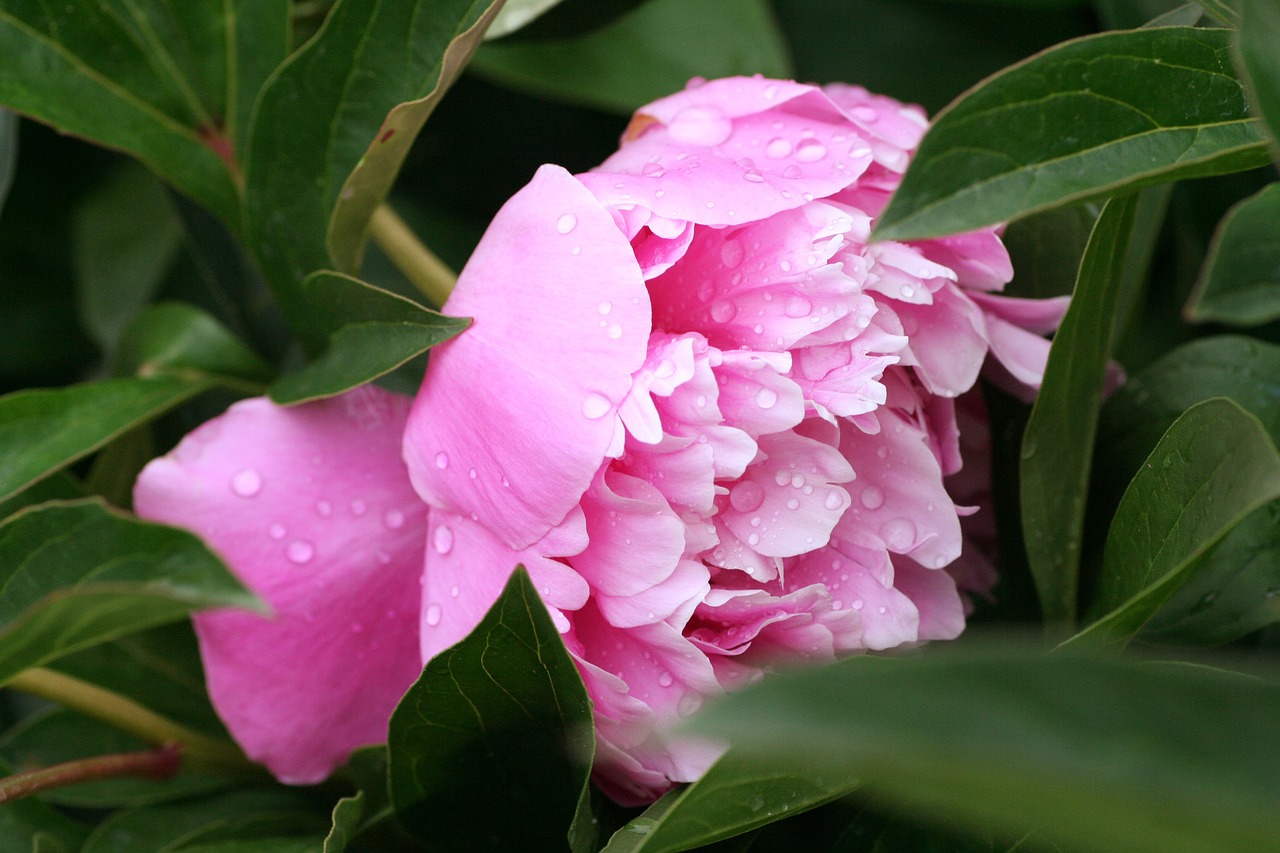 flower  peony  pink free photo