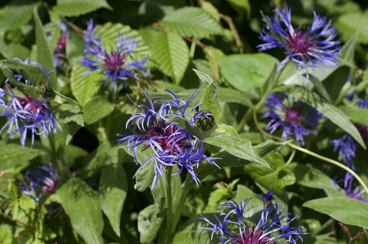 flower  garden  spring free photo