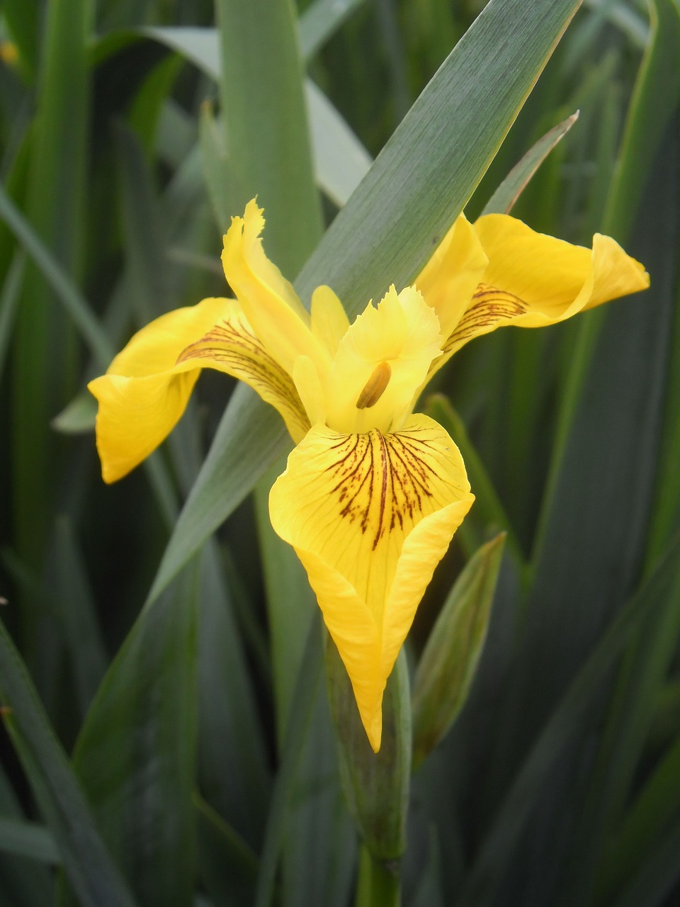 flower  iris  water free photo