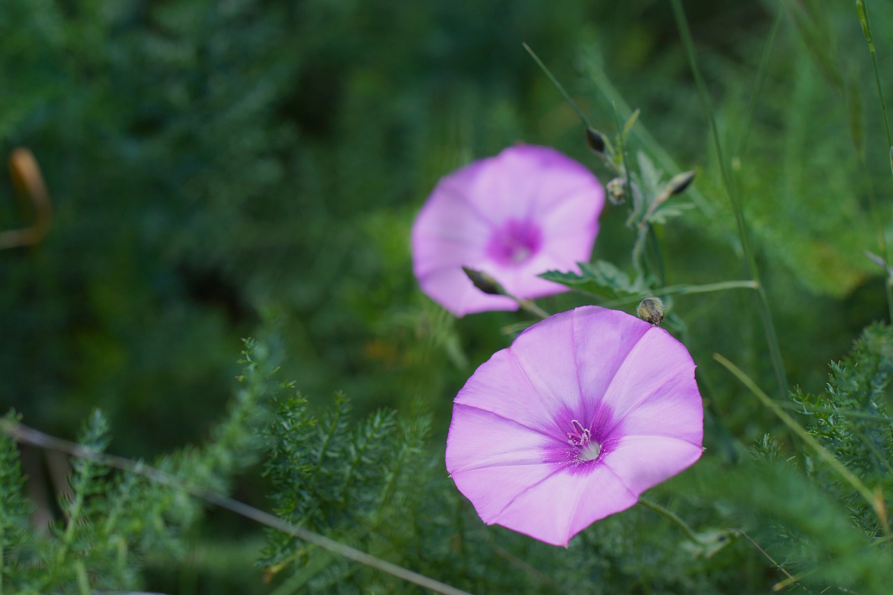 flower  macro  blossom free photo