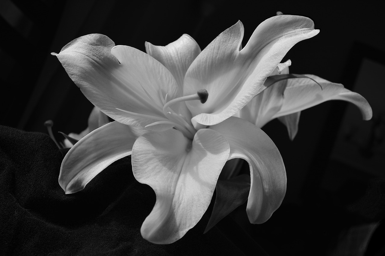 flower  lily  oriental lily free photo