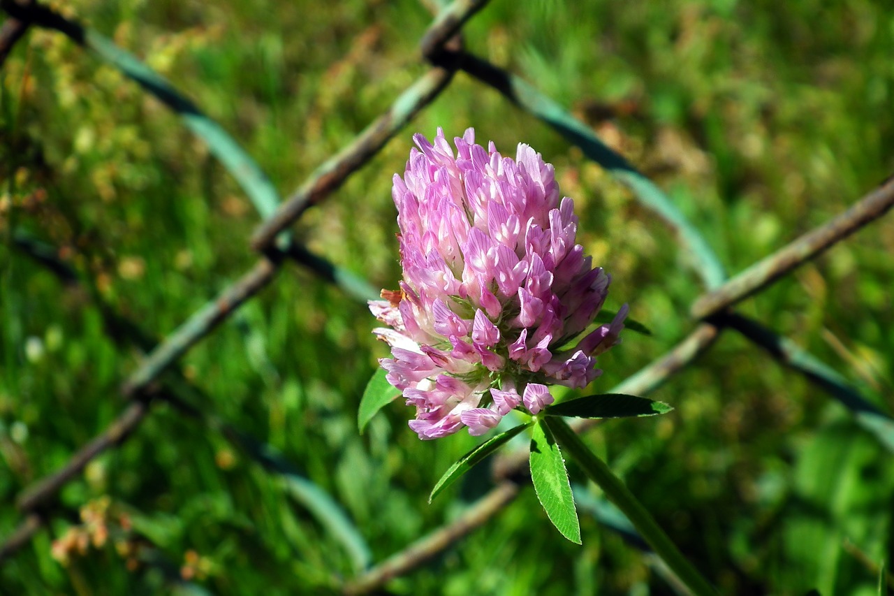 flower  clover  a flower of the field free photo