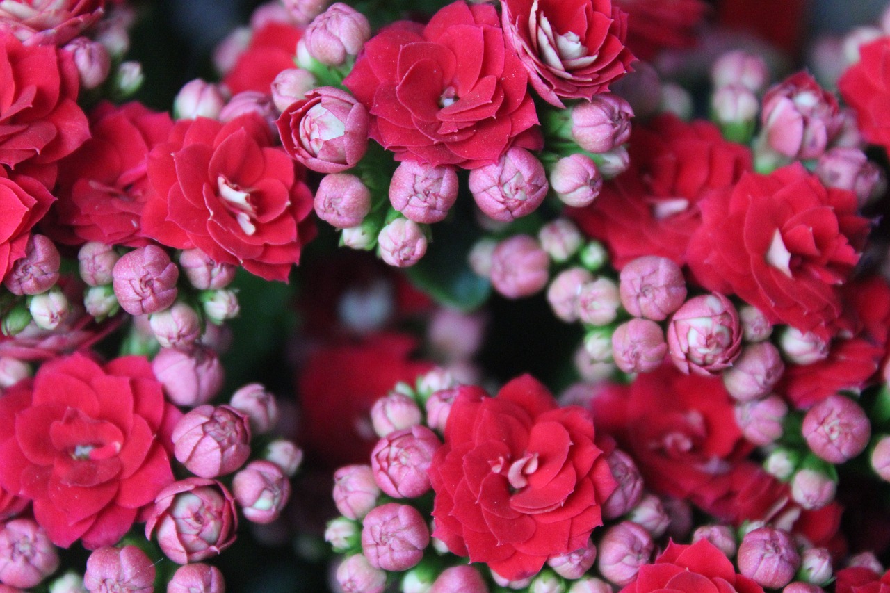 flower  red  flowers flowers free photo