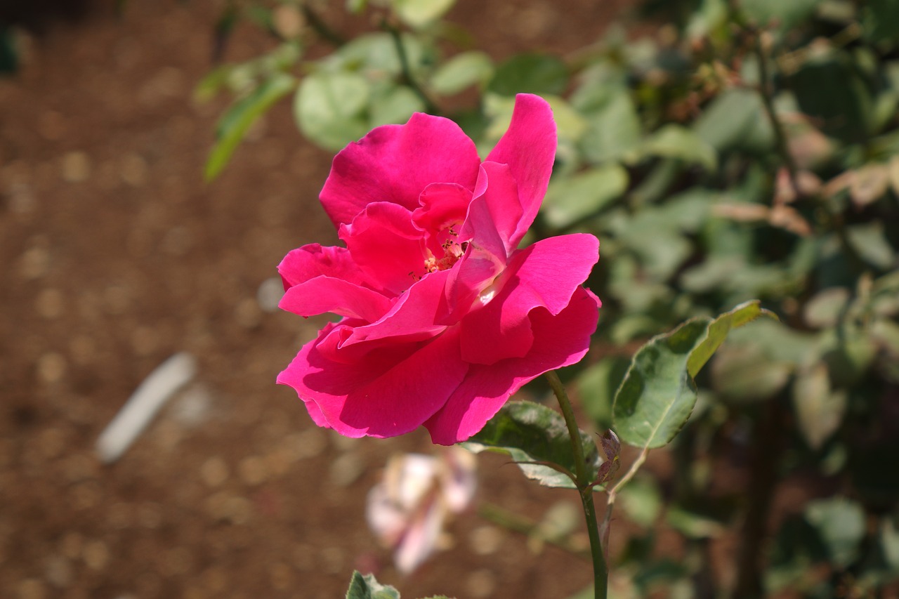 flower  nature  red flower free photo