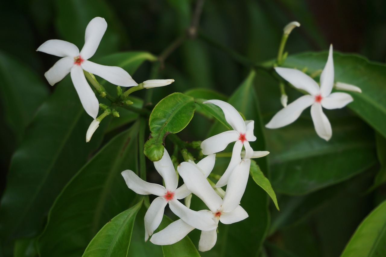 flower  plant  spring free photo