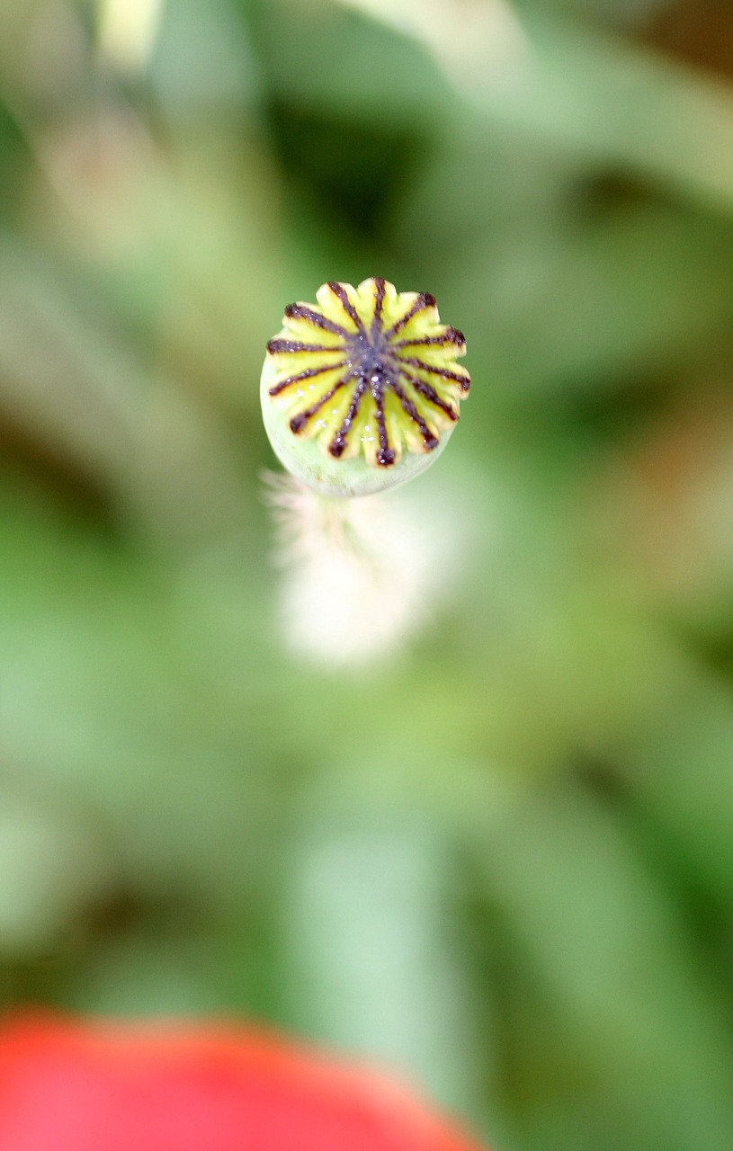 flower  poppy  pistil free photo