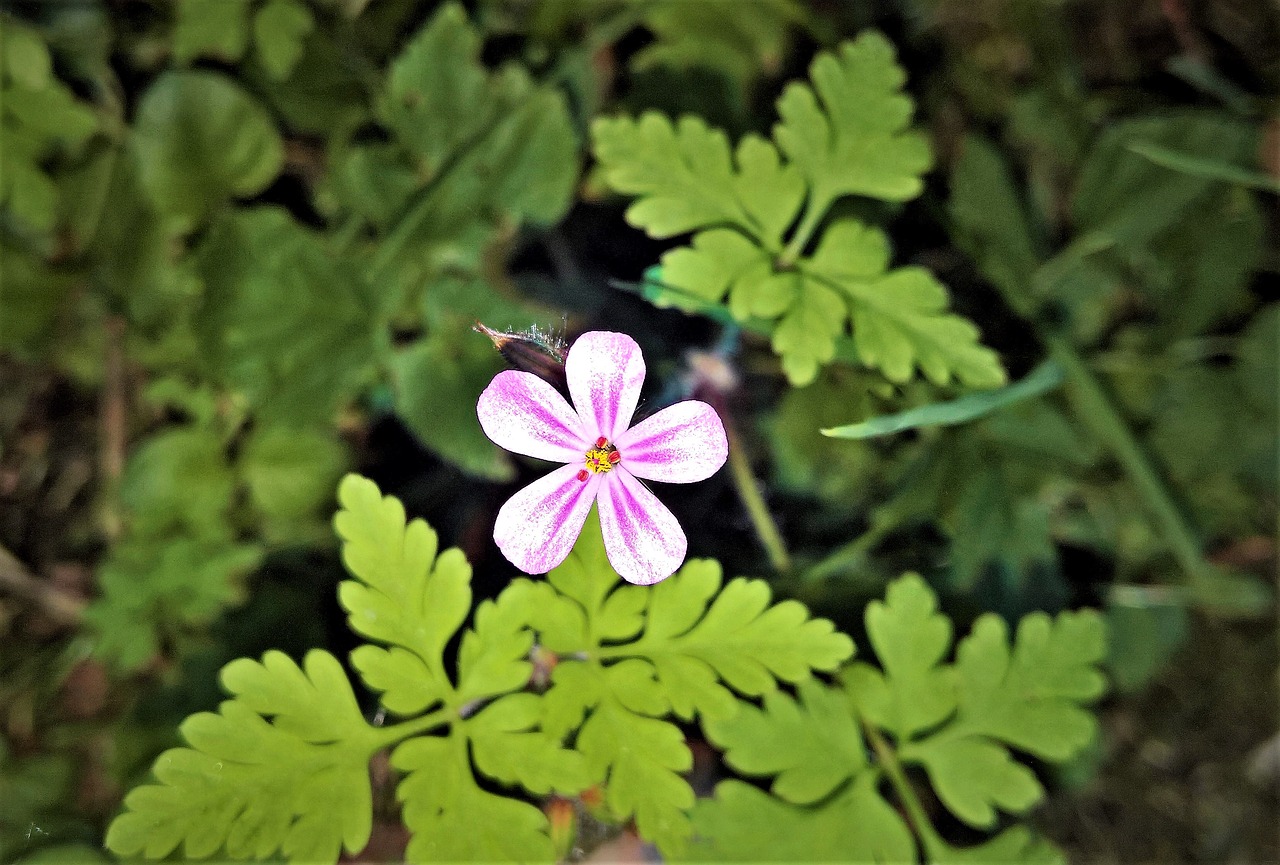 flower  wild flower  single bloom free photo