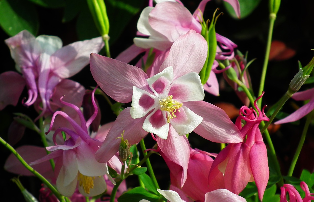 flower  pink  nature free photo