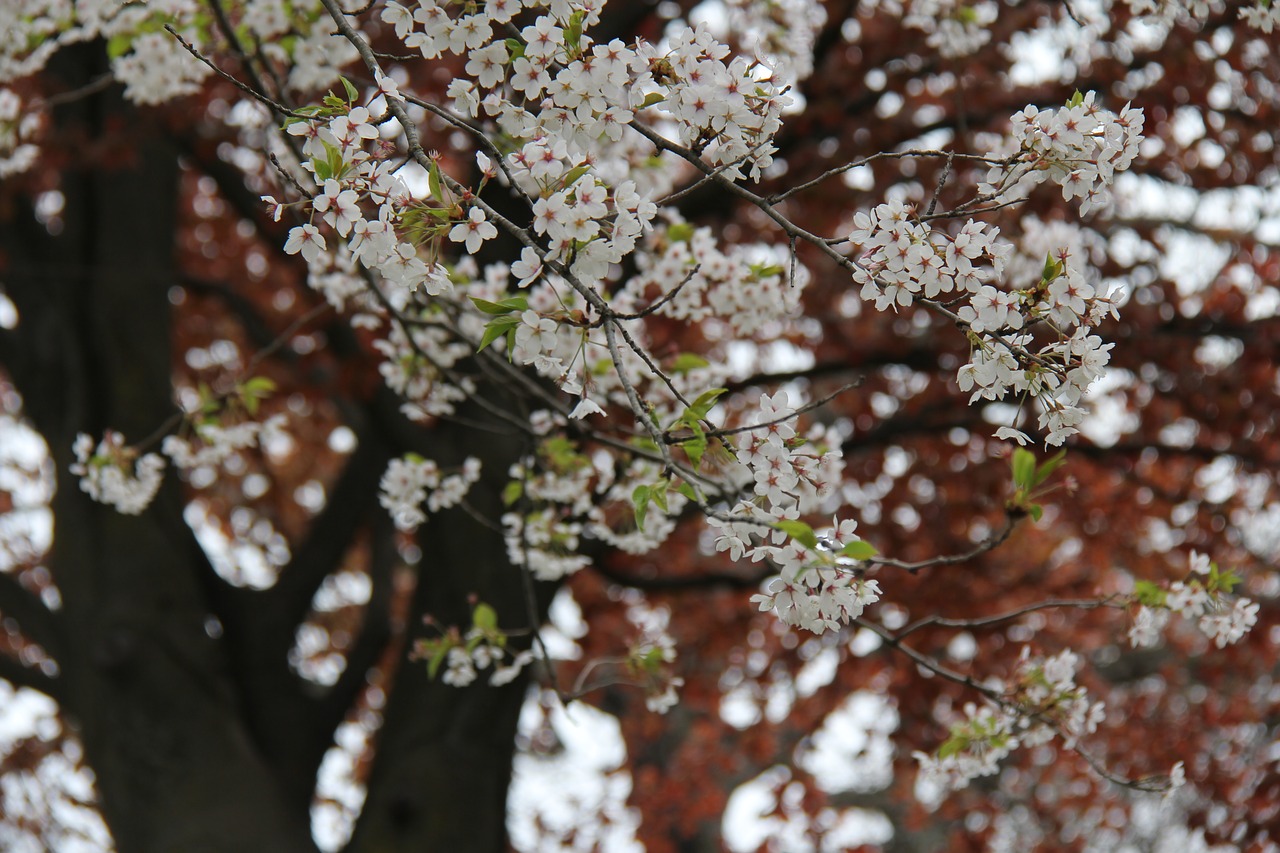 flower  cherry  tree free photo