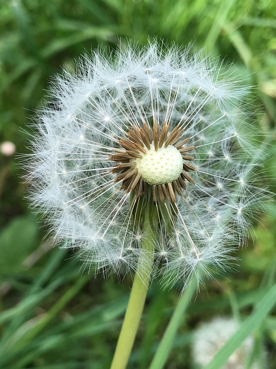 flower  dandelion  nature free photo