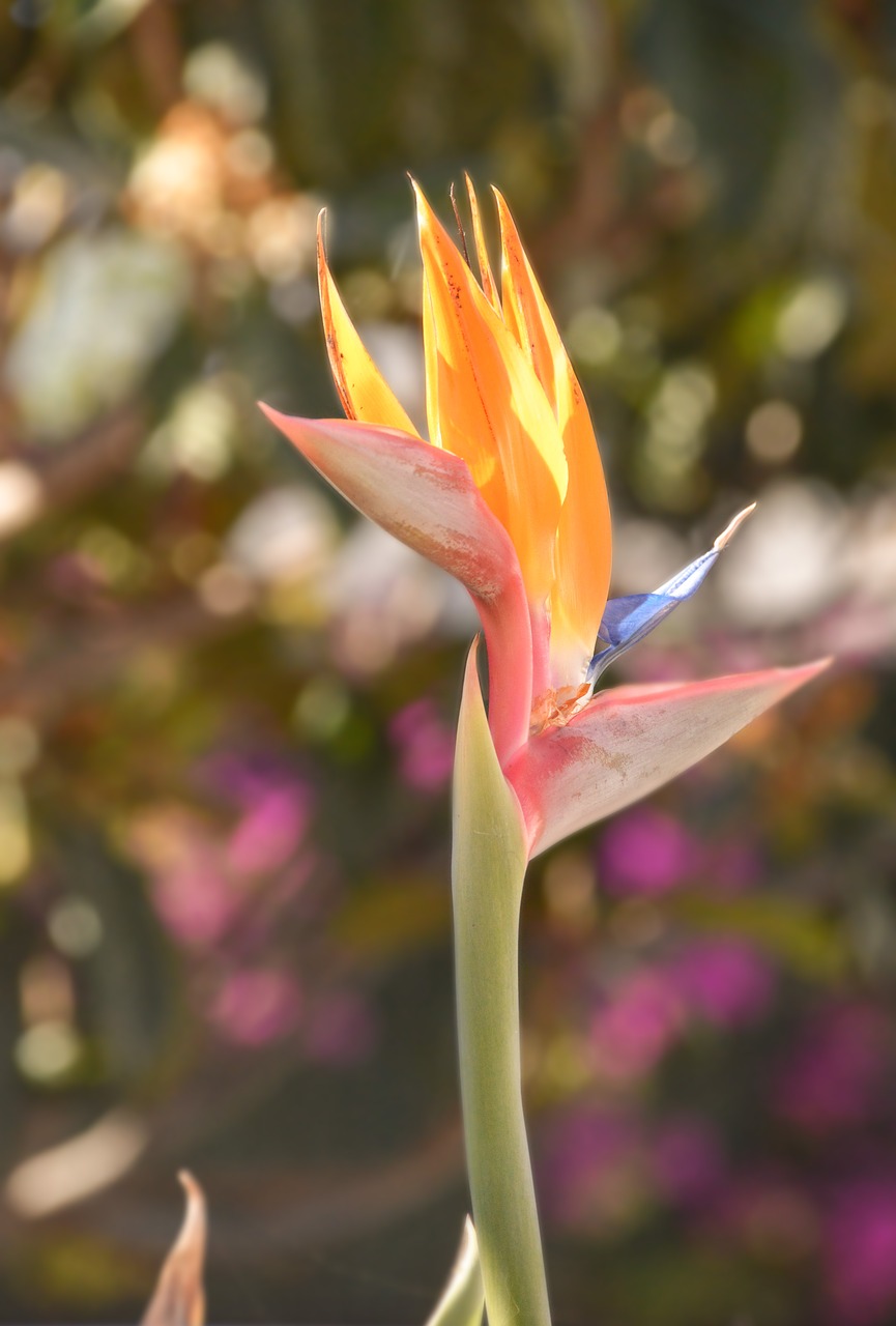 flower  nature  garden free photo