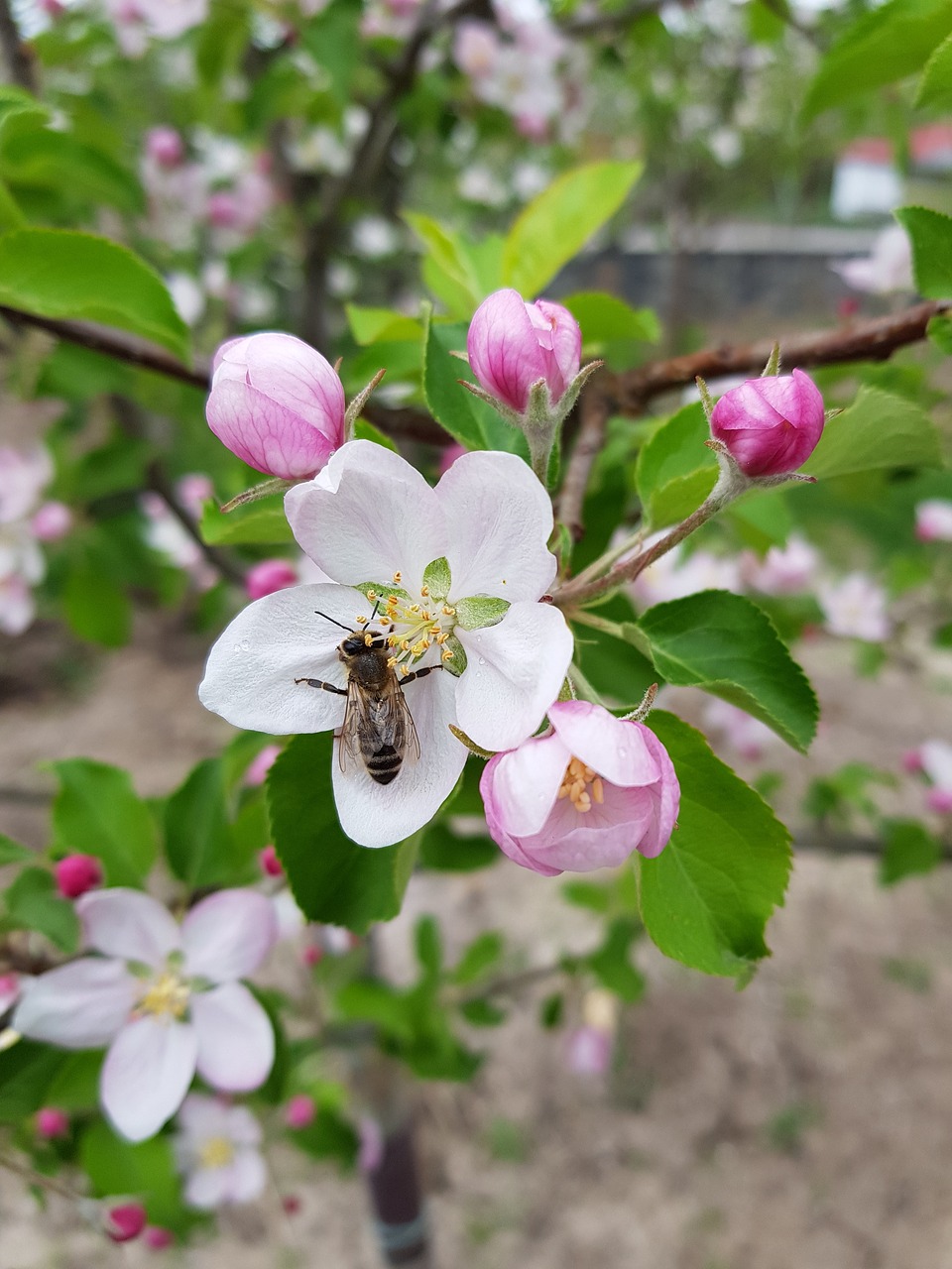 flower  nature  tree free photo