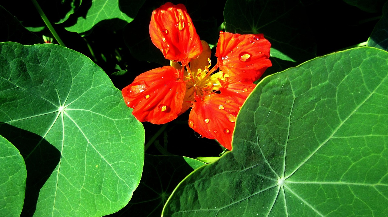 flower  leaves  red free photo