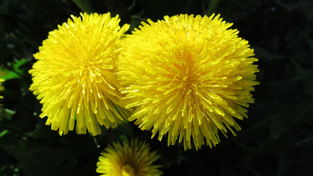 flower  dandelion  yellow free photo