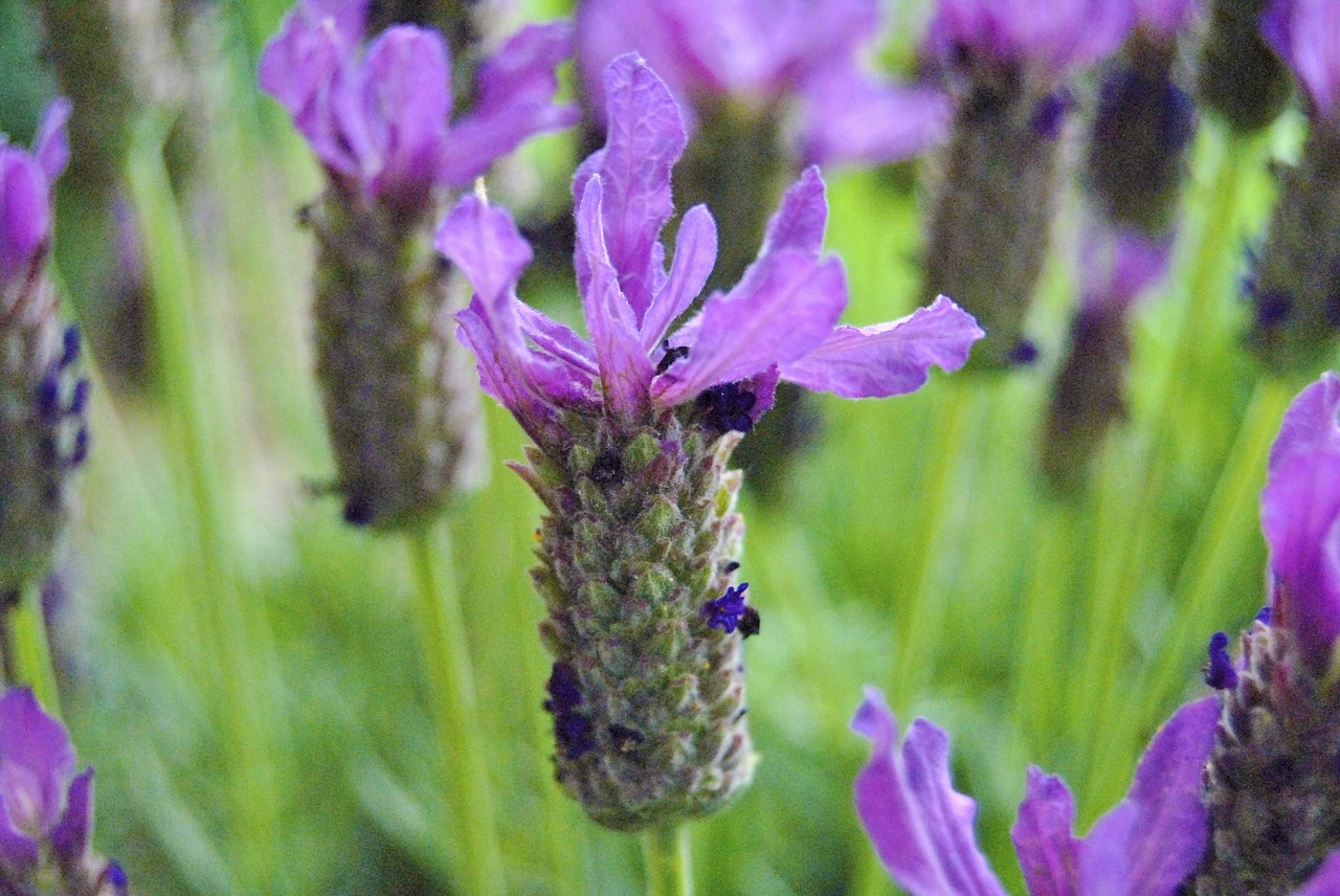 flower  purple  macro free photo