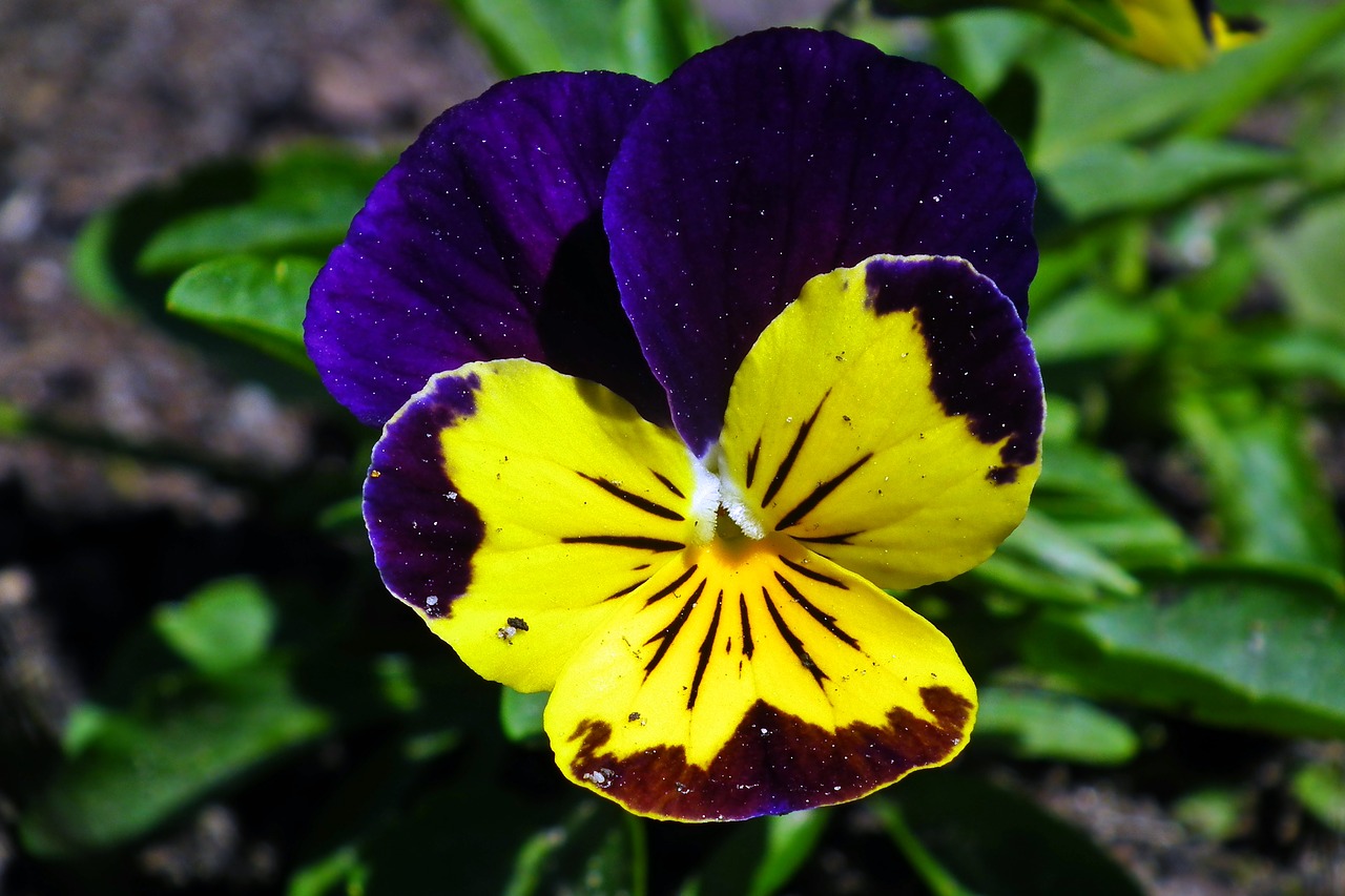 flower  pansy  colored free photo