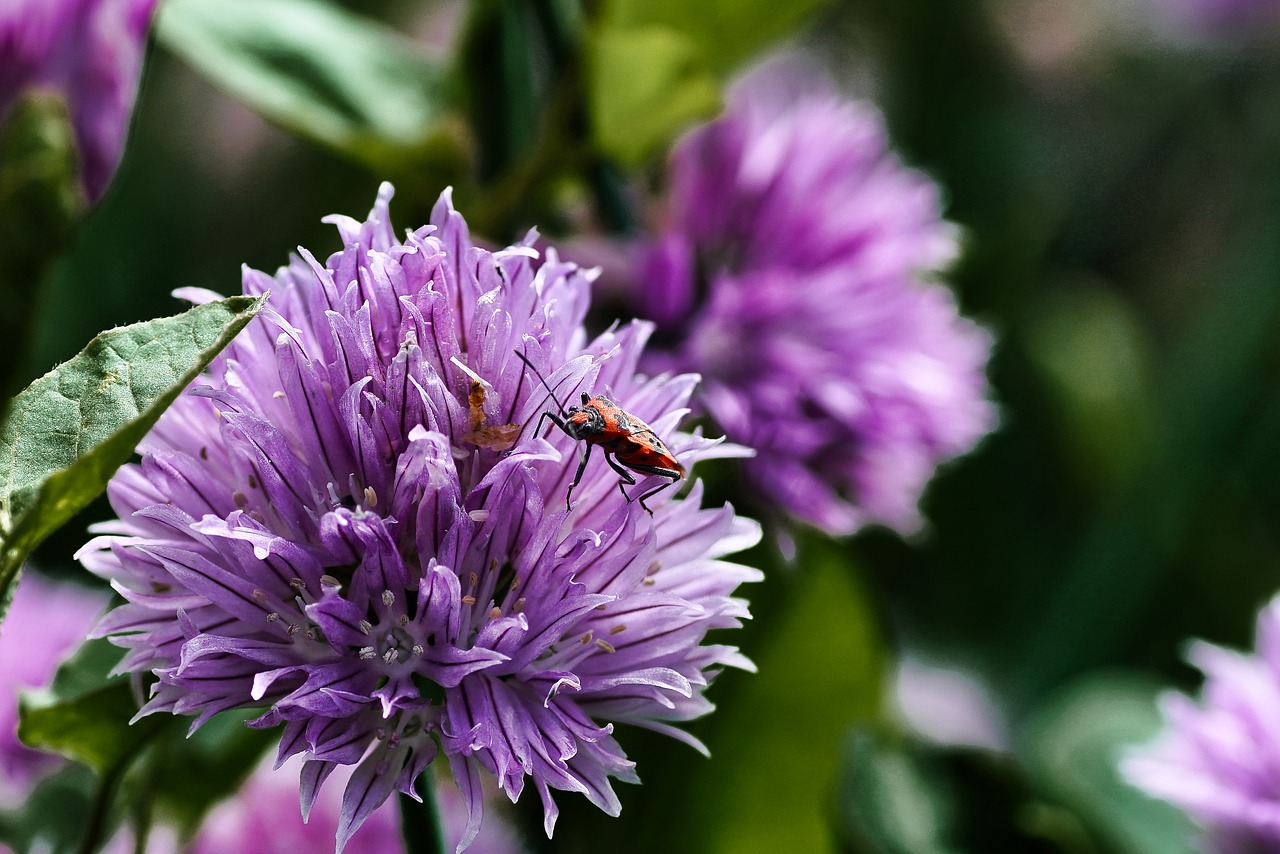 flower  chives  herbs free photo