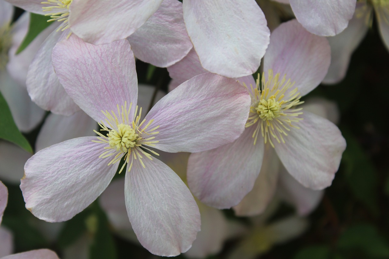 flower  clematis  beautiful free photo