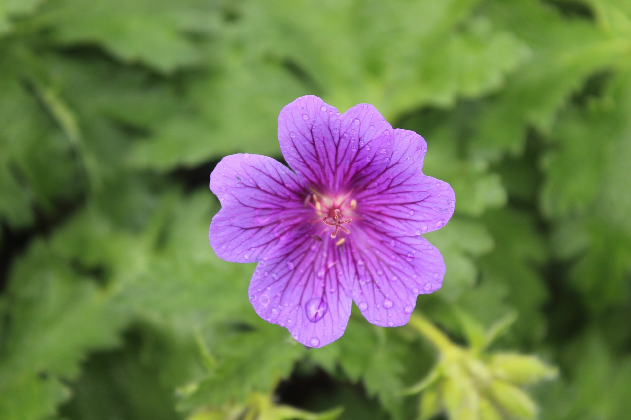 flower  purple flower  plant free photo