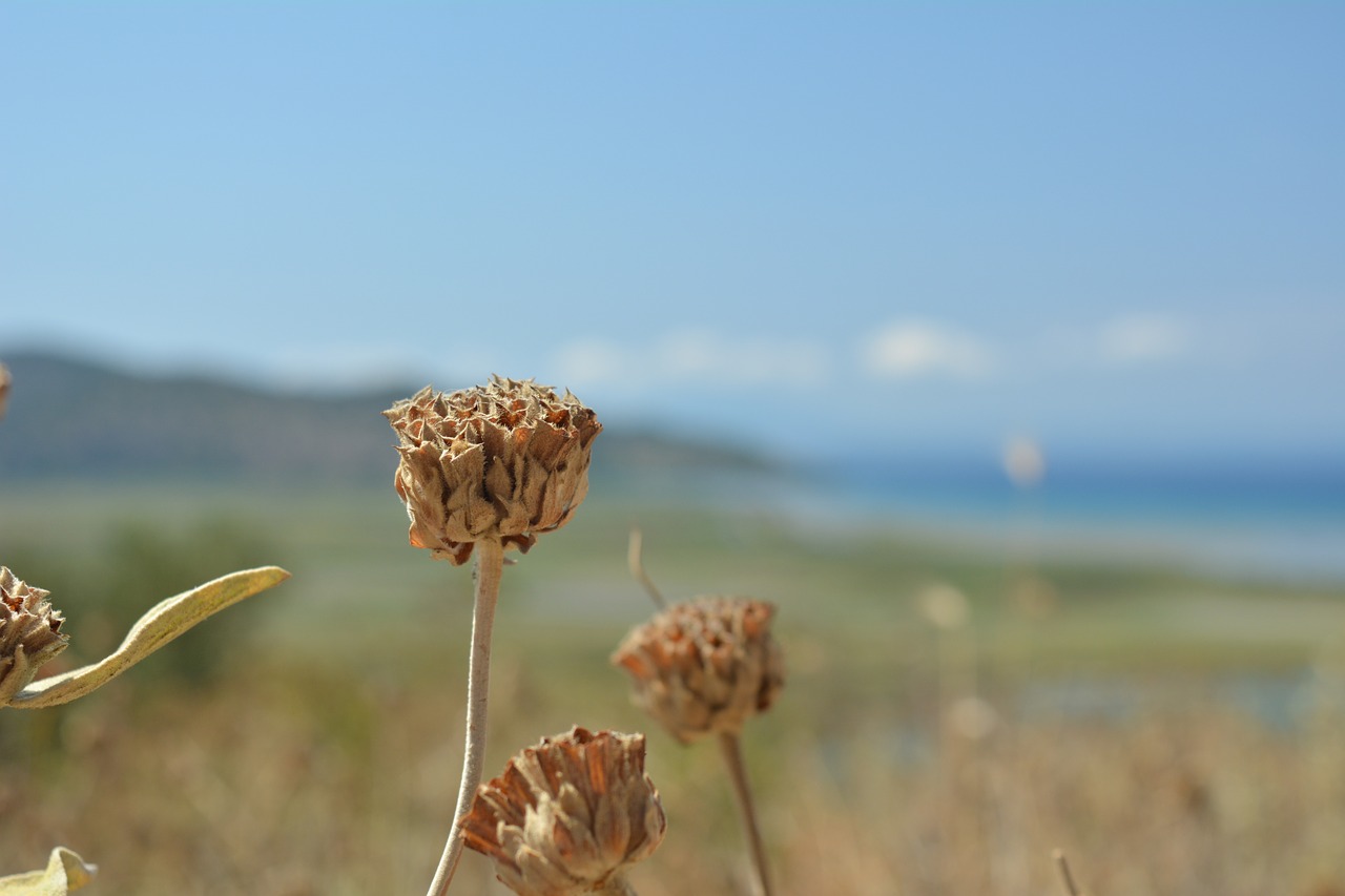 flower  albania  flowers free photo