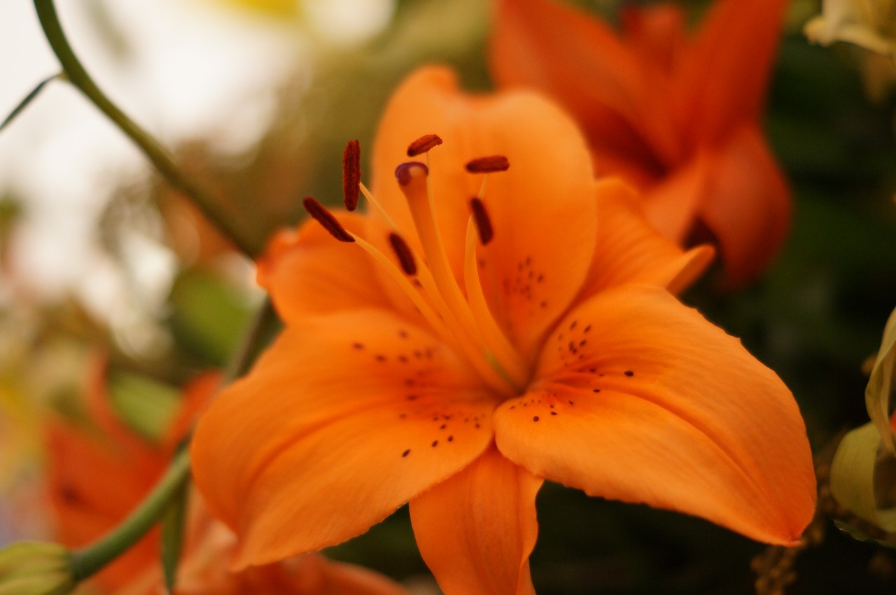 flower  orange  pistils free photo