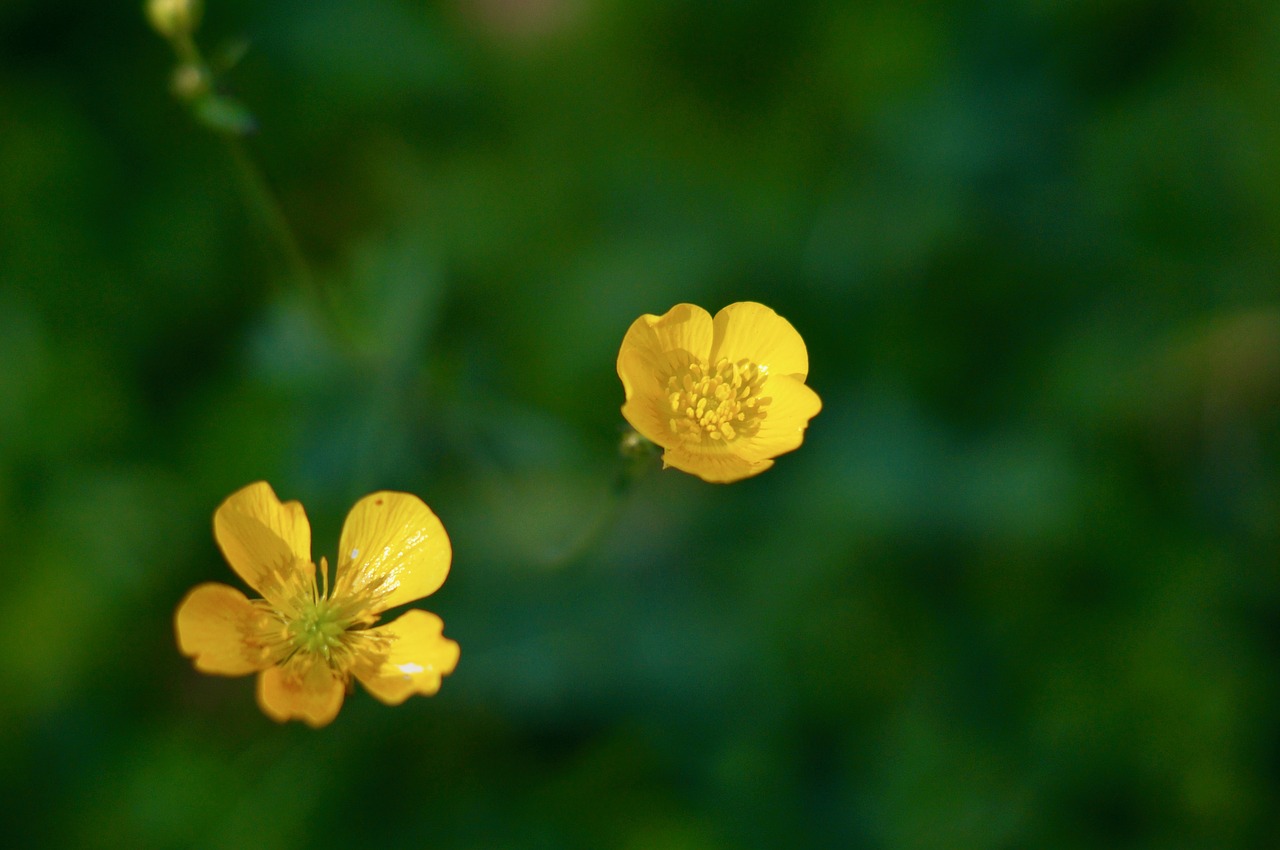 flower  flowers  yellow flowers free photo