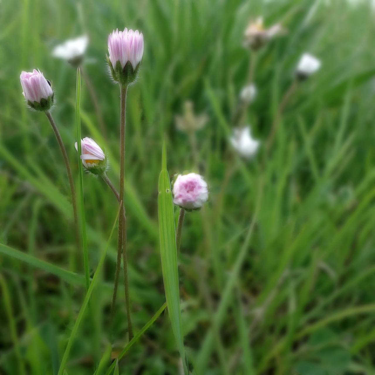 flower  blossom  bloom free photo