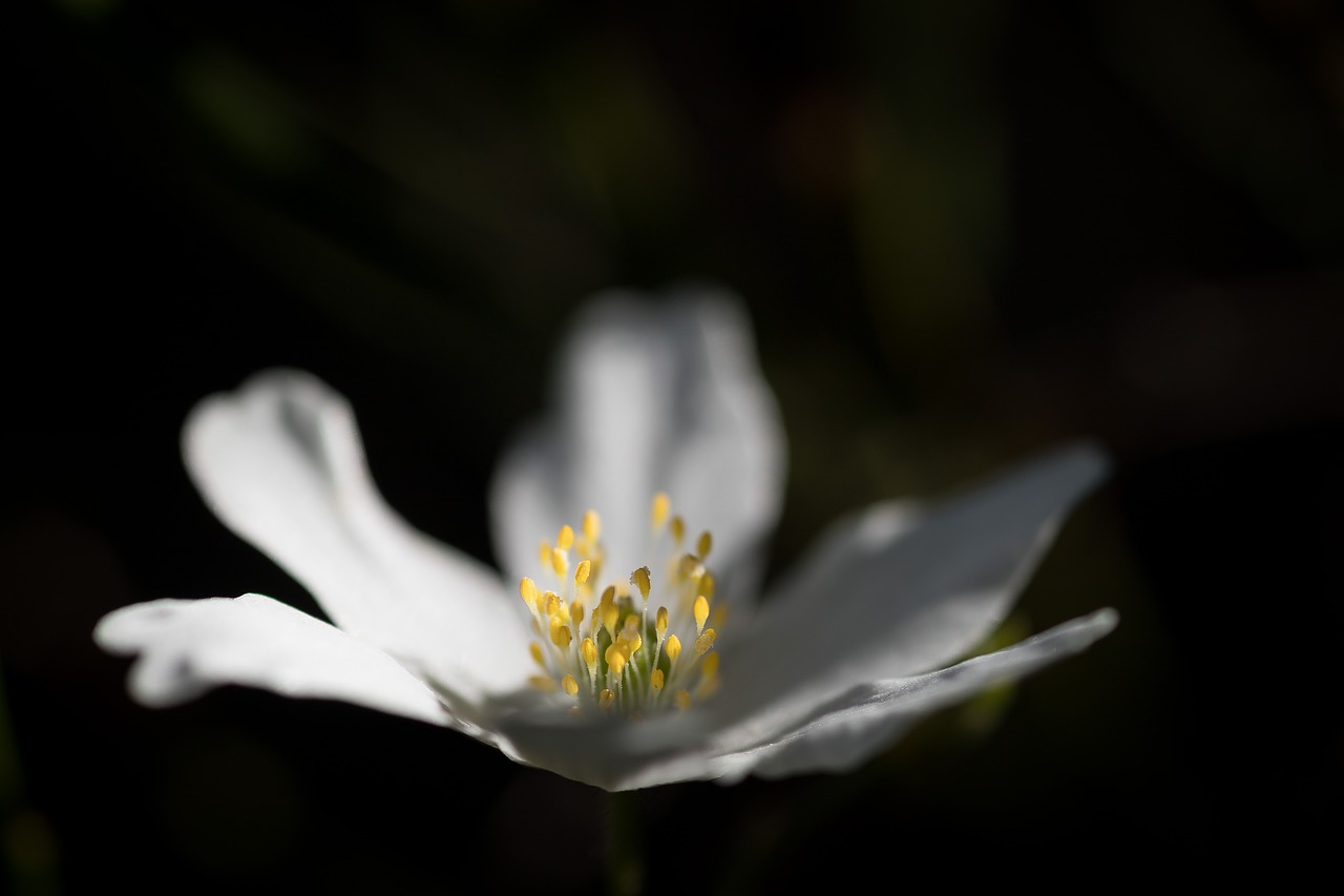 flower  white  sun free photo