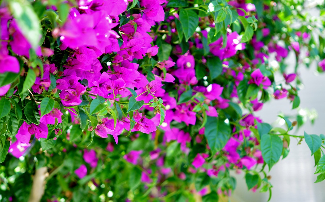 flower  spring  summer free photo
