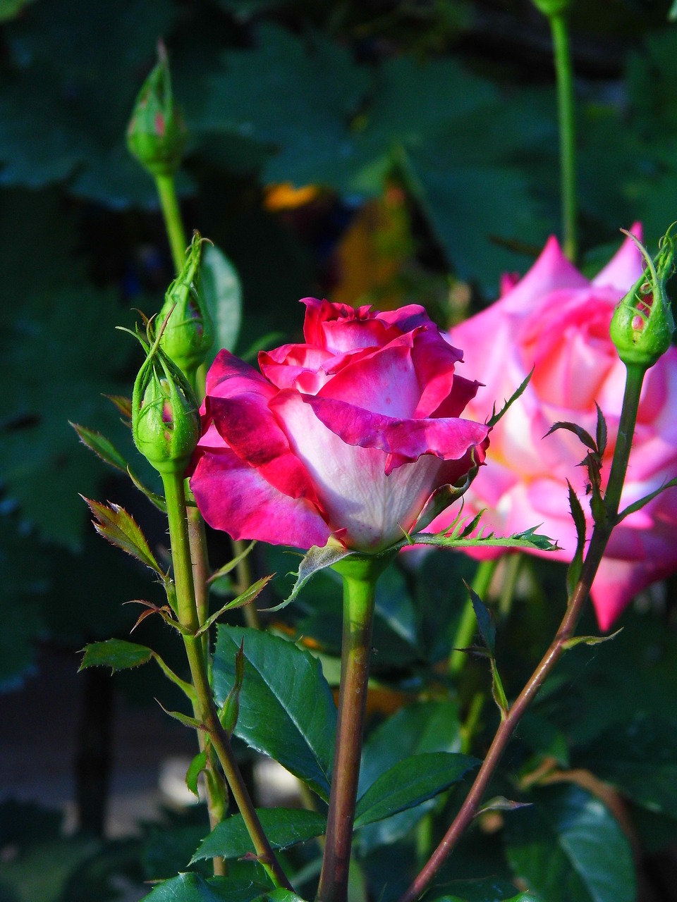 flower  rose  pink free photo