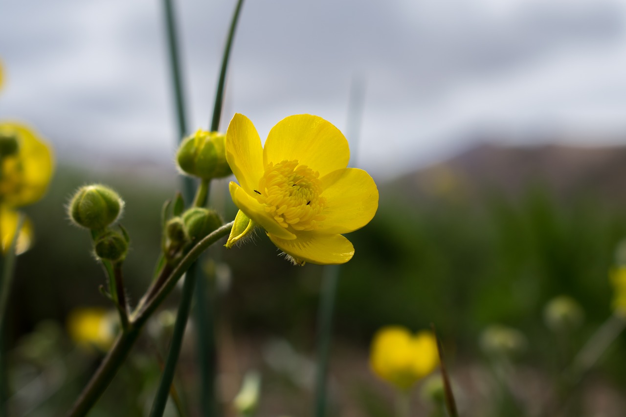 flower  micro  buttercup free photo