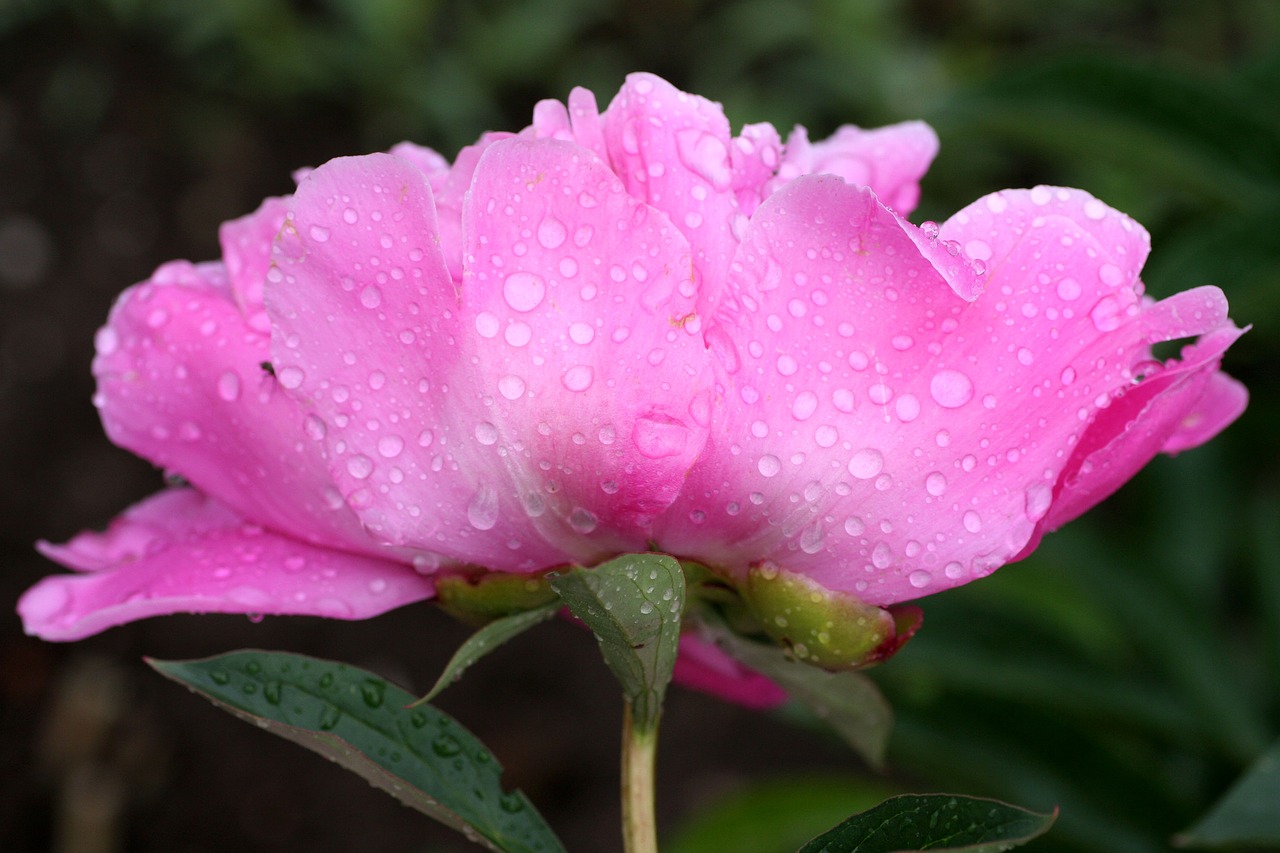 flower  peony  pink free photo