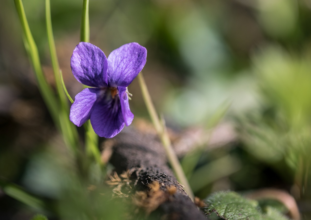 flower  violet free pictures free photo