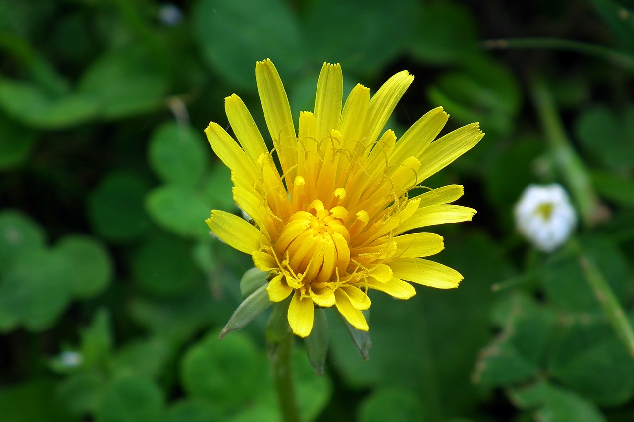 flower  yellow  meadow free photo