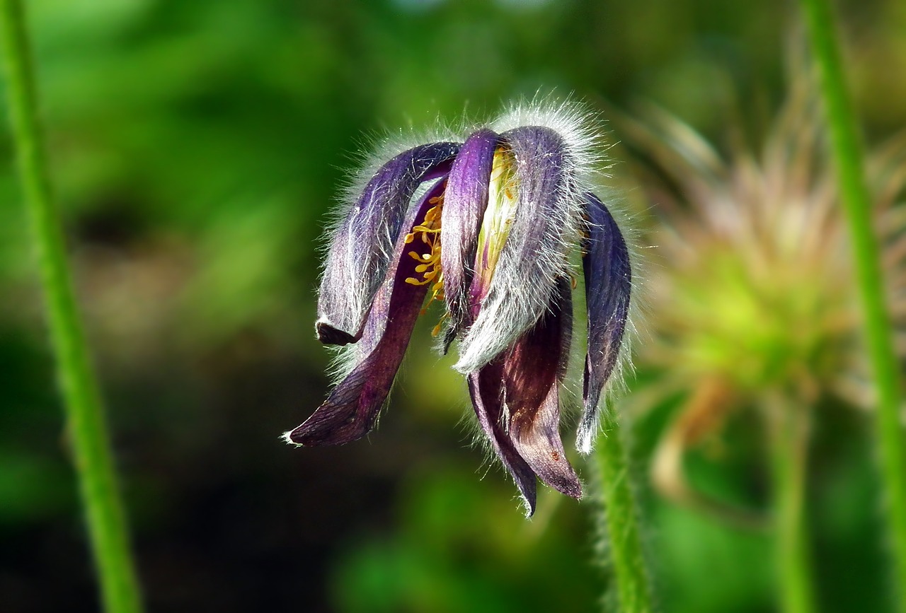 flower  sasanka  spring free photo